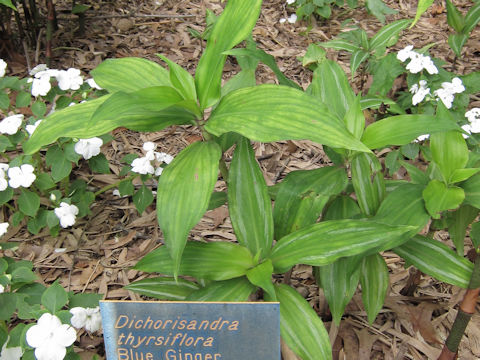 Dichorisandra thyrsiflora