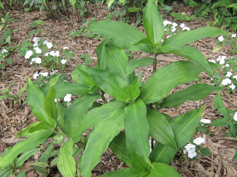 Dichorisandra thyrsiflora