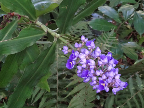 Dichorisandra thyrsiflora