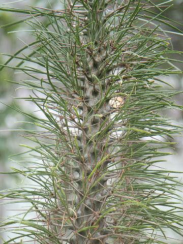 Didierea madagascariensis