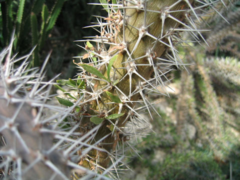 Didierea trollii