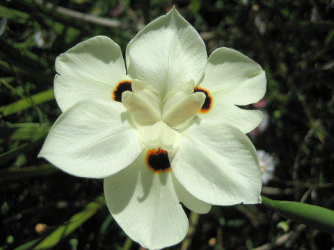 Dietes bicolor