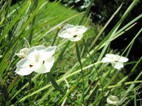 Dietes bicolor