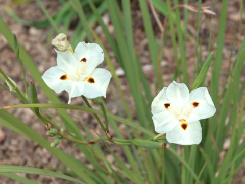 Dietes bicolor