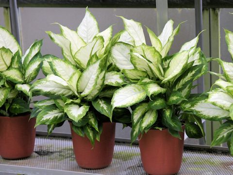 Dieffenbachia cv.