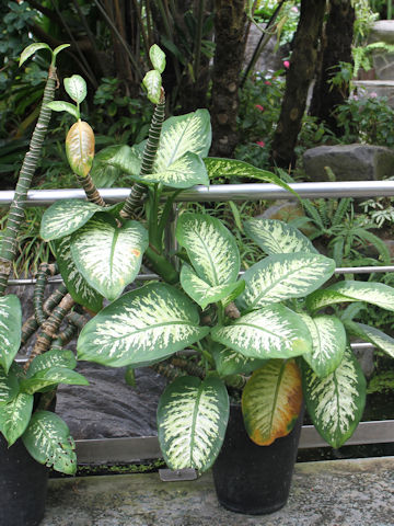 Dieffenbachia cv.