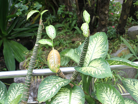 Dieffenbachia cv.