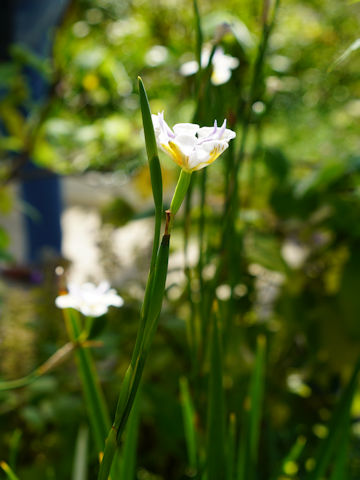 Dietes grandiflora