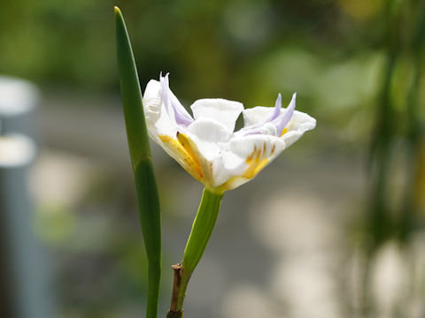 Dietes grandiflora