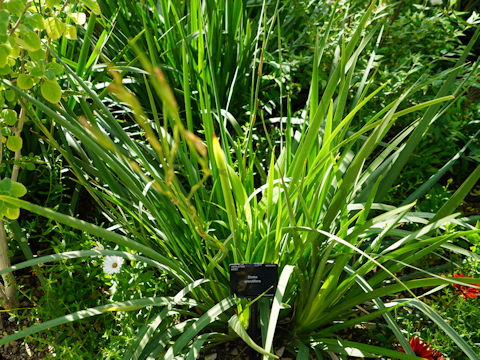 Dietes grandiflora