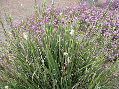 Dietes grandiflora