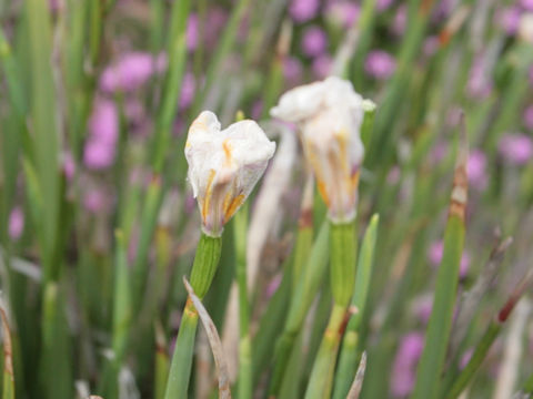 Dietes grandiflora