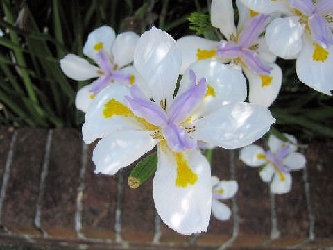 Dietes iridioides