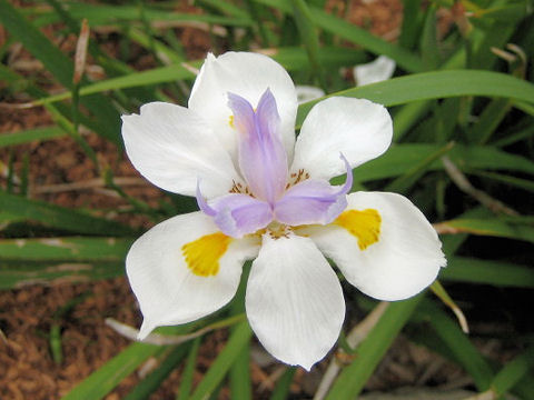 Dietes iridioides