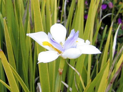 Dietes iridioides