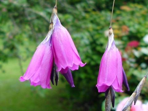 Dierama pulcherrimum