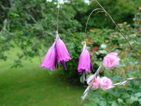 Dierama pulcherrimum