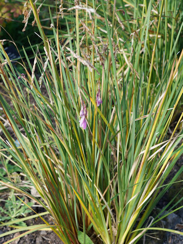 Dierama pulcherrimum