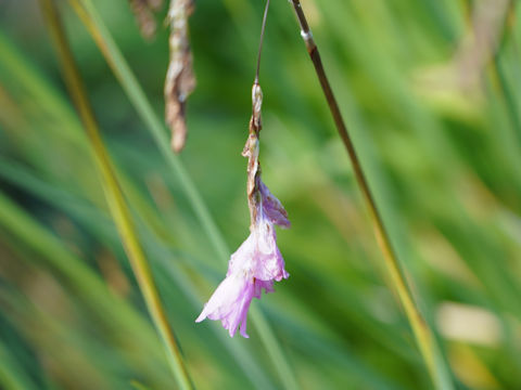 Dierama pulcherrimum