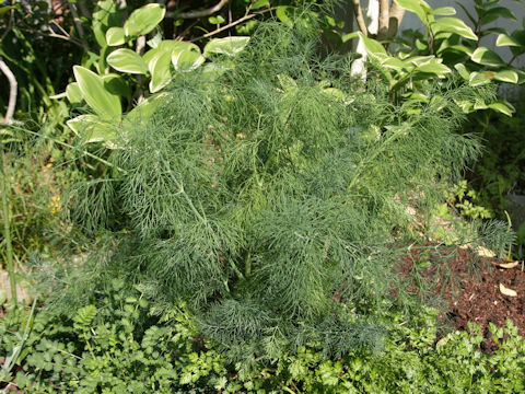 Anethum graveolens