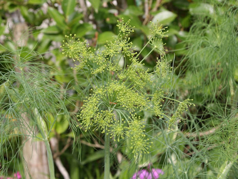 Anethum graveolens