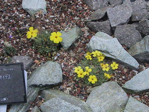 Dionysia aretioides