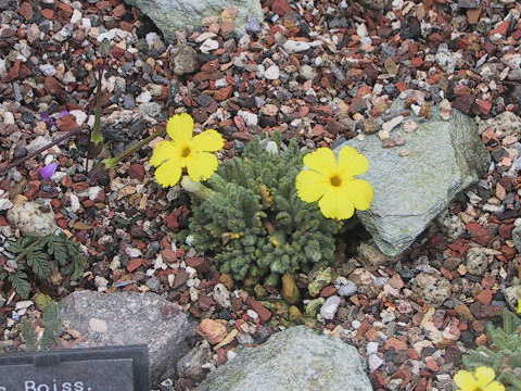 Dionysia aretioides