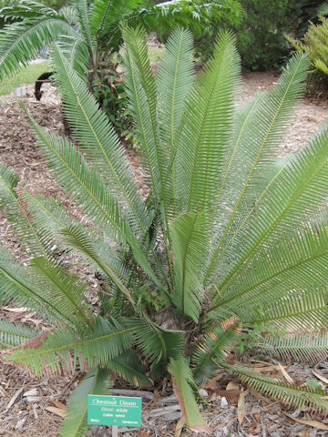 Dioon edule