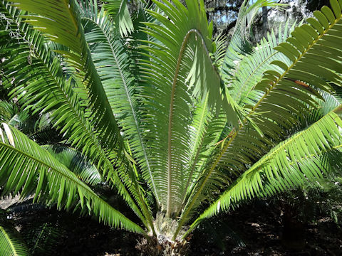 Dioon mejiae