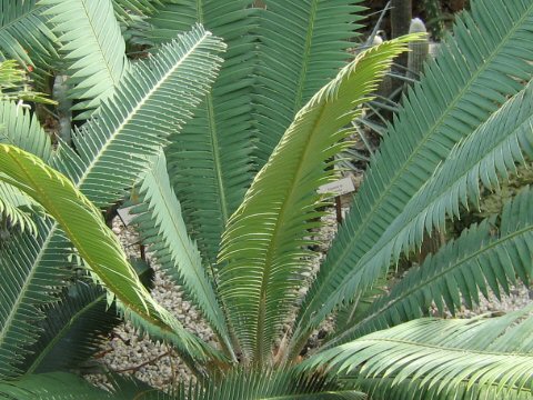 Dioon merolae