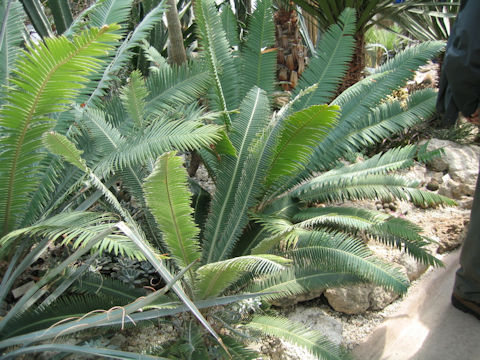 Dioon merolae