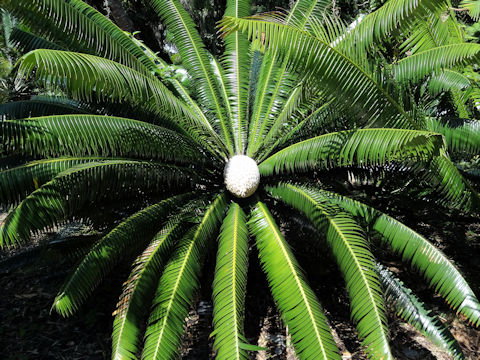 Dioon spinulosum