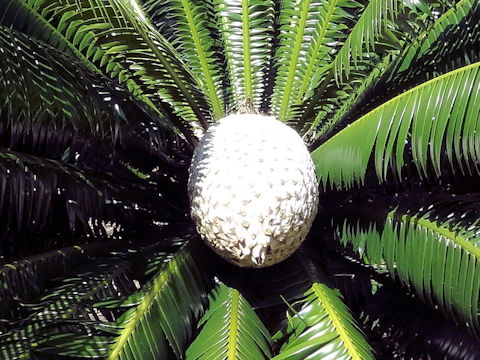 Dioon spinulosum