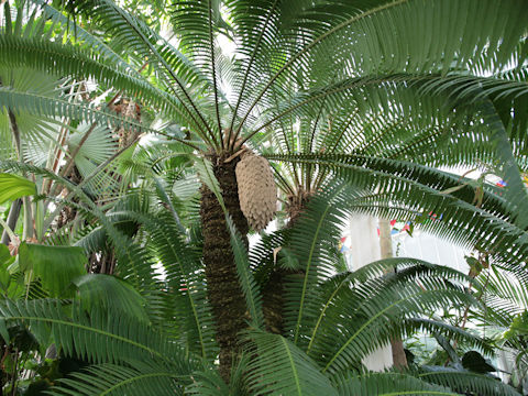 Dioon spinulosum