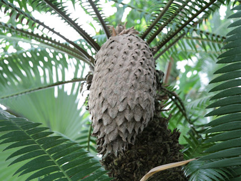 Dioon spinulosum