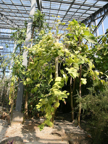 Dipterocarpus sp.