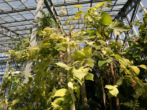 Dipterocarpus sp.