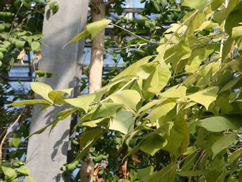 Dipterocarpus sp.