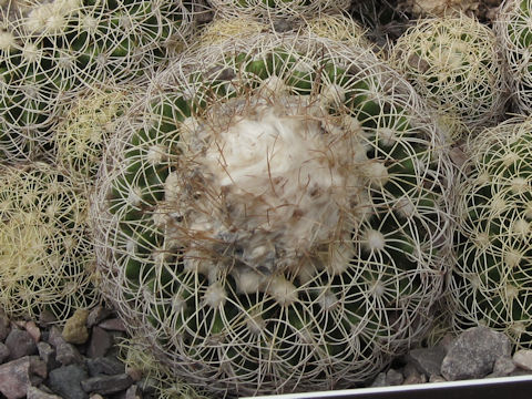 Discocactus zehntneri