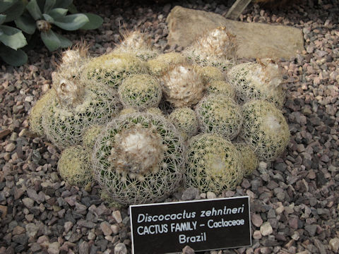 Discocactus zehntneri