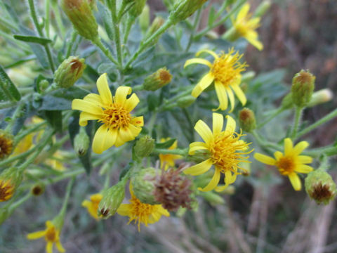 Dittrichia viscosa