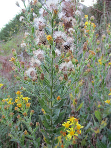 Dittrichia viscosa