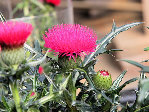 Cirsium japonicum cv.