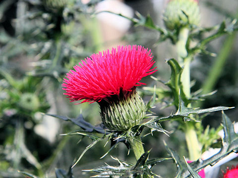 Shu Homepage ドイツアザミ Cirsium Japonicum Cv