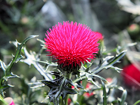 Shu Homepage ドイツアザミ Cirsium Japonicum Cv