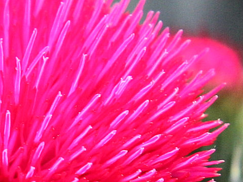 Cirsium japonicum cv.