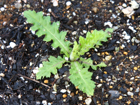 Cirsium japonicum cv.