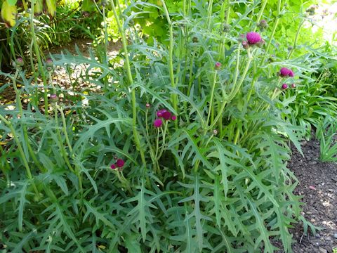 Cirsium japonicum cv.