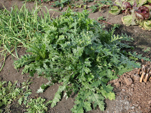 Cirsium japonicum cv.