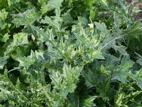 Cirsium japonicum cv.